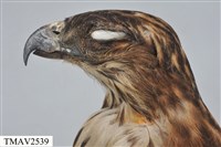 鳳頭蒼鷹藏品圖，第7張